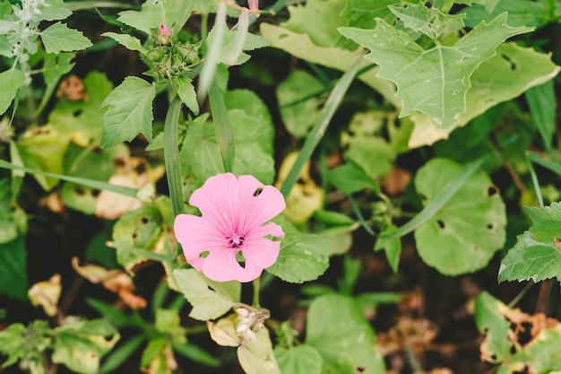 Lavatera Trimestris lub dzika malwa jasnoróżowe kwiaty z bliska Malva sylvestris lub malwa różowa