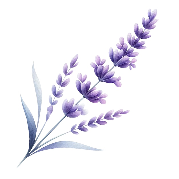 Zdjęcie lavender bliss akwarel clipart