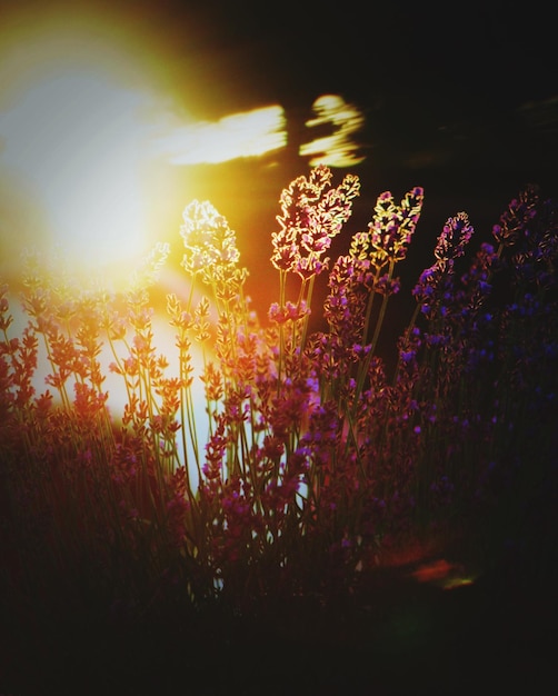 Zdjęcie lavender rosnący podczas zachodu słońca
