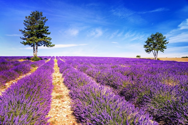 Lavender W Południowej Francji