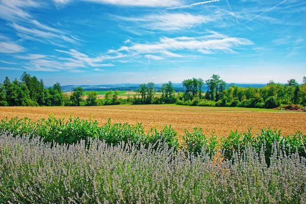 Lawendowe pole w szwajcarskiej wiosce w Yverdon les Bains w dystrykcie Jura Nord Vaudois w kantonie Vaud w Szwajcarii.