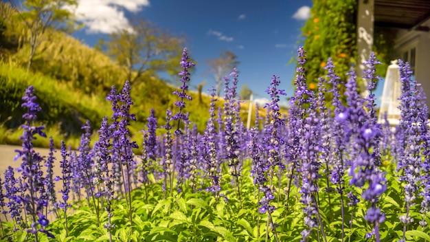 Lawendowy krzaka zbliżenie na świetle słonecznym błyszczy nad purpurowymi kwiatami lawenda.