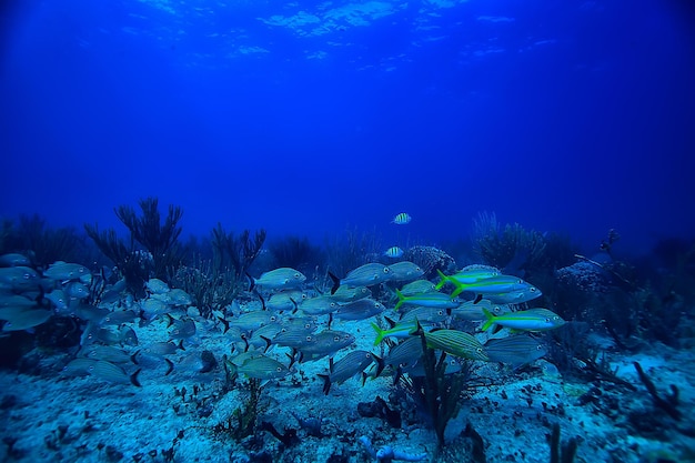 ławica ryb zdjęcie podwodne, Zatoka Meksykańska, Cancun, biopołowowe zasoby