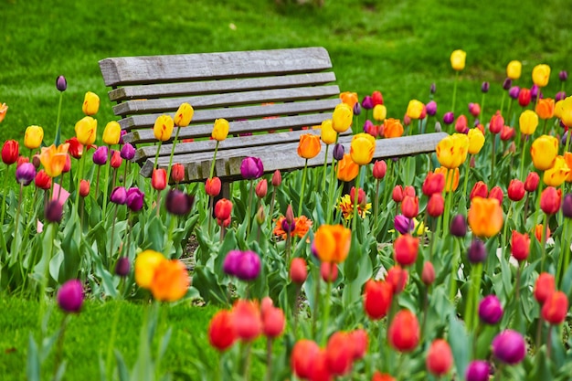 Ławka parkowa otoczona żywym i kolorowym wiosennym ogrodem tulipanów