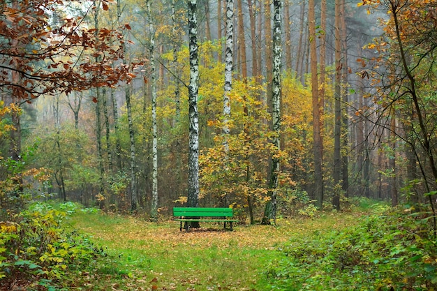 Ławka w jesiennym lesie