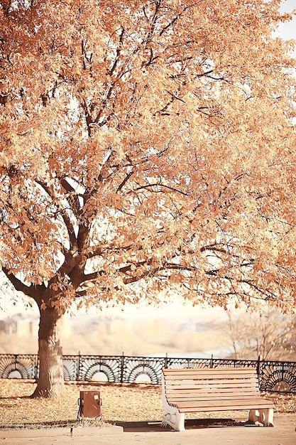 ławka w jesiennym parkowym krajobrazie / sezonowy krajobraz odpoczywa w jesiennym samotnym parku