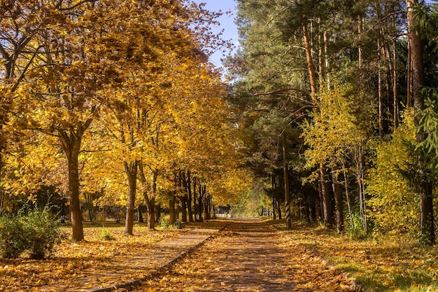 Ławka w jesiennym parku. Jesienny krajobraz