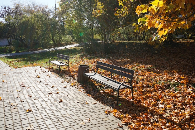 Ławka w parku jesienią opadłych liści w słoneczny dzień