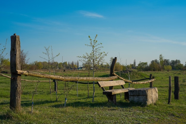 Ławka z naturalnym drzewem w naturze