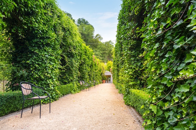 Ławki między ściętymi krzakami, letni park