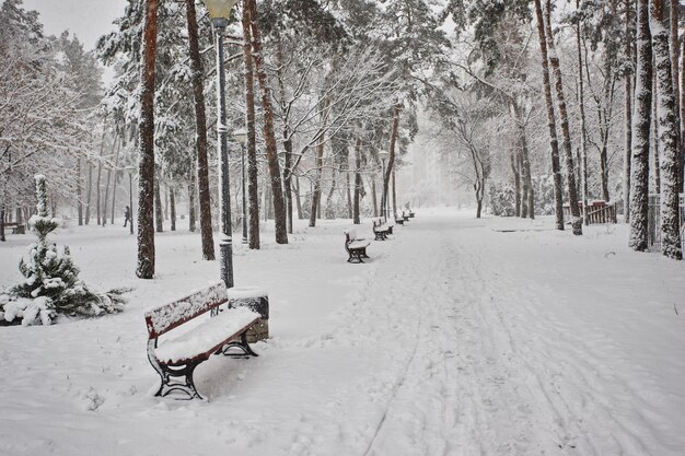 Ławki w zimowym parku miejskim Wypełnione śniegiem