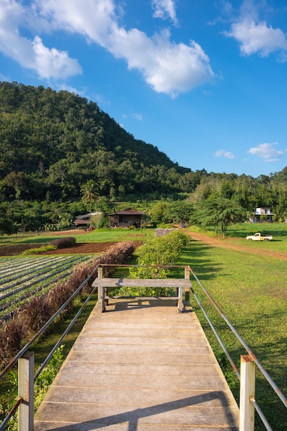 Ławki z widokiem na góry na farmie w Rai Napa - Phupha, Chiang Mai, Tajlandia.