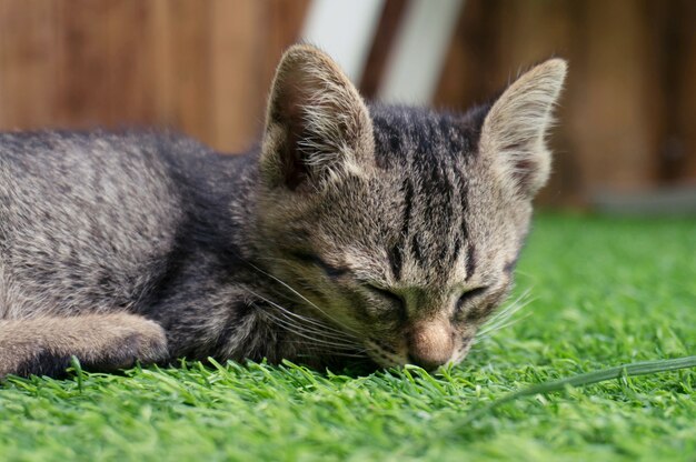 Lazy street mały kota tabby. Kot r. Na drewnianej podłodze z Adorable poważne śmieszne oblicze.