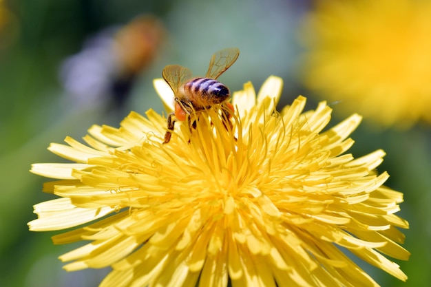 Le api sui fiori del tarassaco