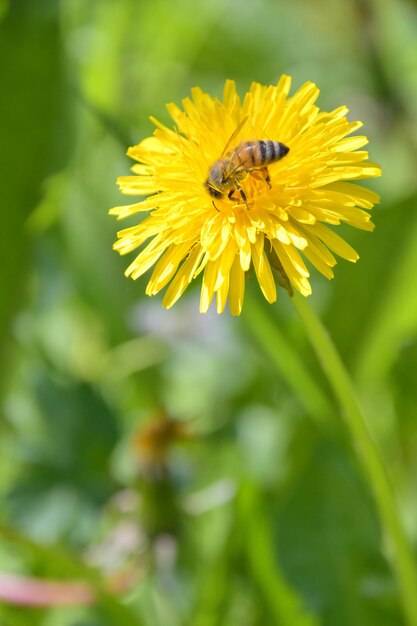 Le api sui fiori del tarassaco