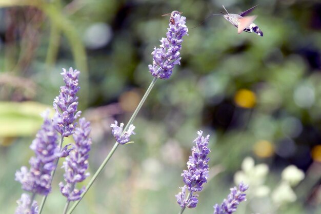 Le farfalle cercano sui fiori il cibo