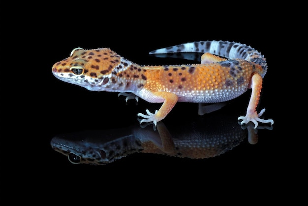 Leaopard Gecko Zbliżenie W Odbiciu Z Czarnym Tłem Leaopard Gecko Zbliżenie Na Czarnym Tle Zbliżenie Zwierząt