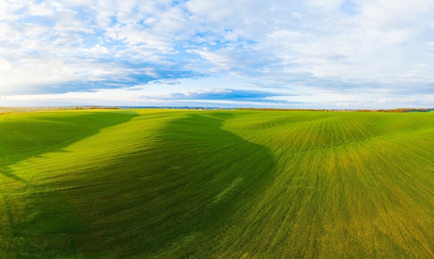 Lecąc nad polem uprawy pszenicy