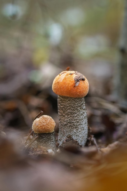 Zdjęcie leccinum aurantiacum grzyb jadalny grzyb w środowisku naturalnym