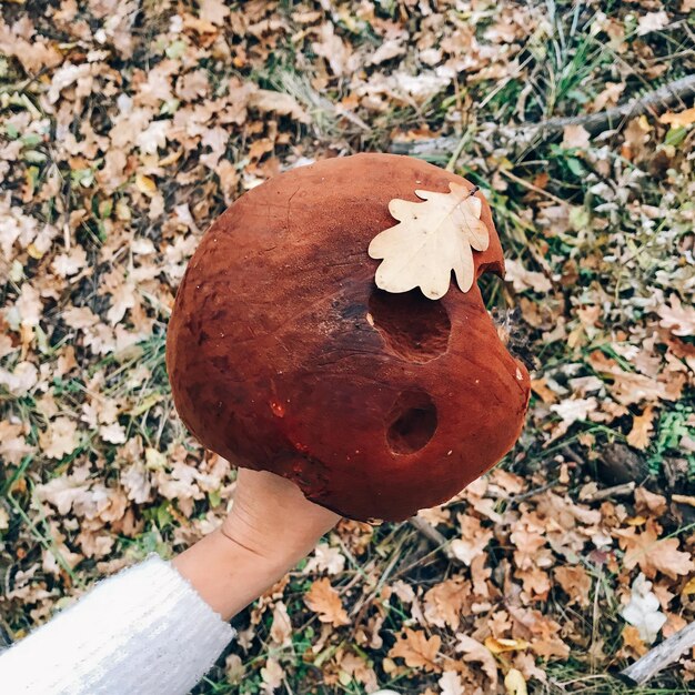 Leccinum aurantiacumin z liściem w ręku na tle słonecznych lasów i jesiennych liści Zbieranie grzybów w lesie Dłoń trzymająca duży grzyb w jesiennych lasach Miejsce