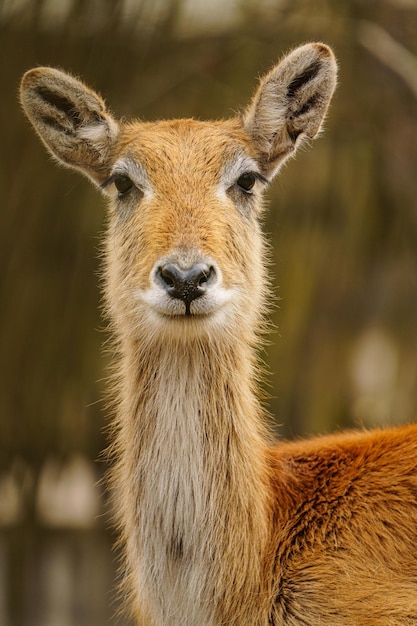 Lechwe