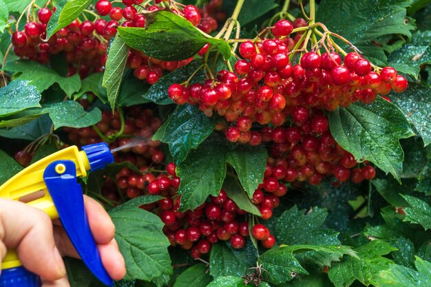 Leczenie Jagód Kaliny Mieszanką Bordeaux Na Choroby Bakteryjne Letnia Pielęgnacja Ogrodu