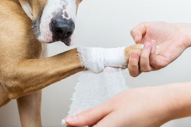 Leczenie Zwierząt Domowych: Bandażowanie Psiej łapy. Ręki Stosuje Bandaż Na Rannej Części Ciała Pies, Zakończenie Strzał