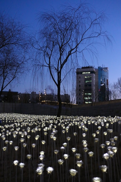 LED Rose Garden