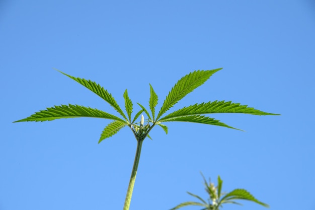 Legalna roślina marihuany z bliska