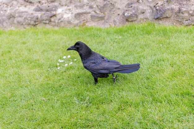 Legendarny kruk z Tower of London England UK