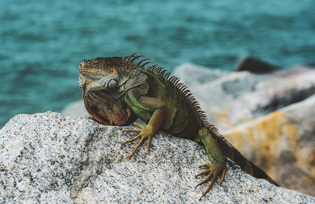 Legwan zielony iguana jaszczurka dzika przyroda i przyroda legwan morski