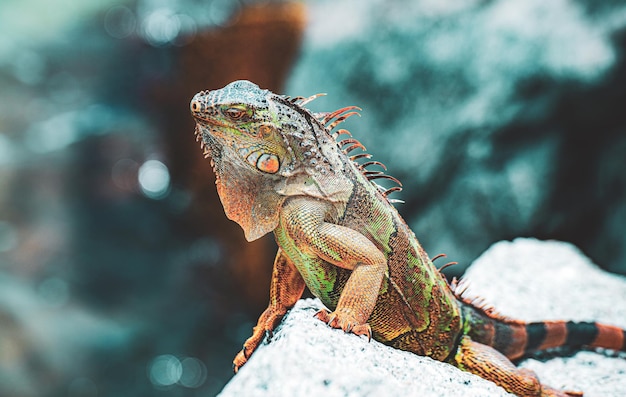 Legwan zielony jaszczurka jaszczurka z rodzaju Iguana pochodzi z