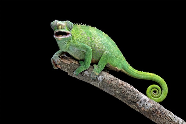 Legwan zielony z ogonem z napisem „iguana”.