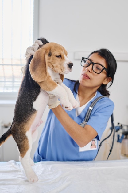 Lekarz dotykający szczeniaka rasy beagle