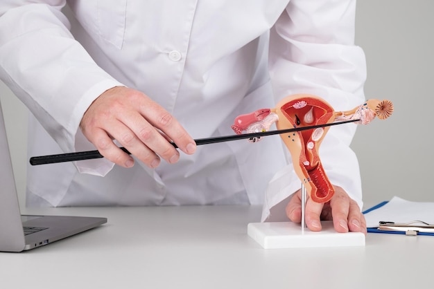 Lekarz ginekolog wskazując model kobiecego układu rozrodczego na swoim pulpicie