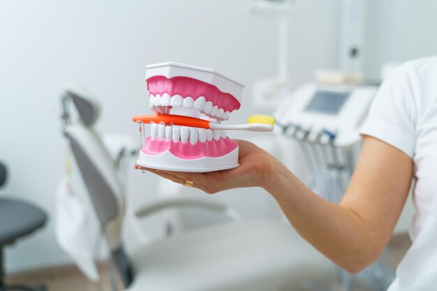 Lekarz pokazuje na próbce lub modelu plastikowej szczęki różne metody leczenia zębów Nowoczesna klinika dentystyczna w tle Różowe rękawiczki medyczne na rękach lekarza Szczoteczka do zębów w szczęce