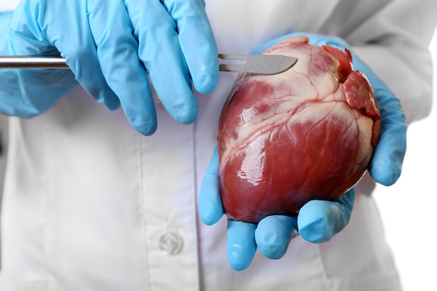 Zdjęcie lekarz trzymając narząd serca i skalpel z bliska