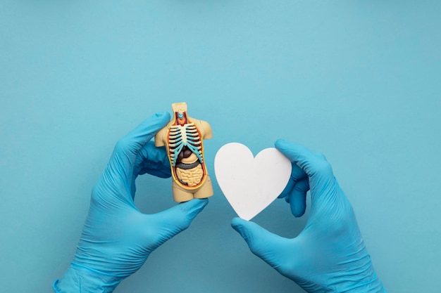 Lekarz w niebieskich rękawiczkach chirurgicznych trzymający anatomiczny model ludzkiego ciała