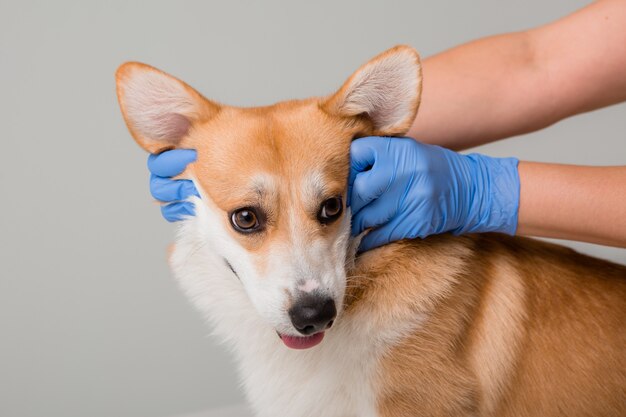 Lekarz Weterynarii Bada Psa Corgi W Rękawiczkach Medycznych