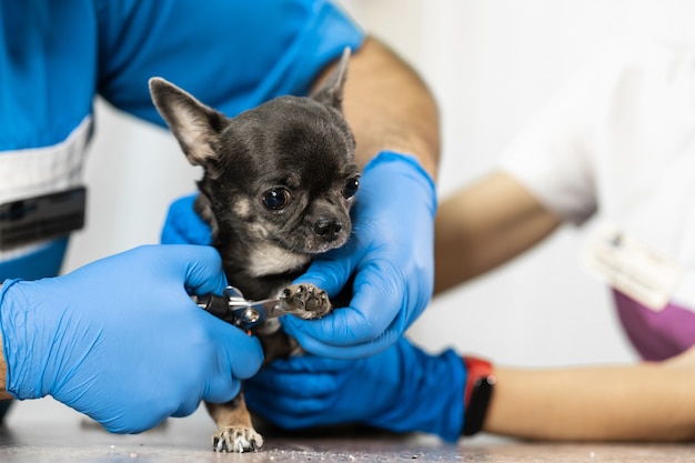 Lekarz weterynarii bada uroczego Chihuahua