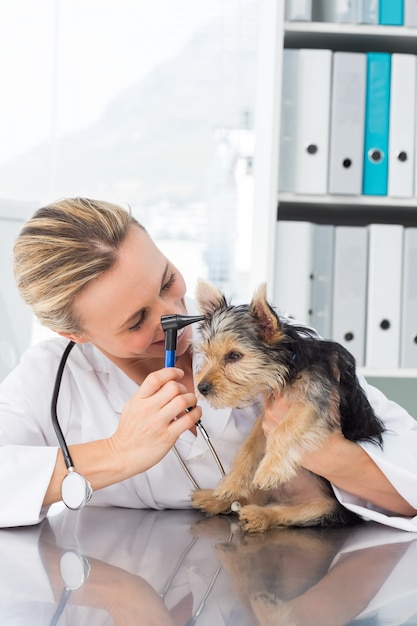 Lekarz weterynarii, badając ucho psa