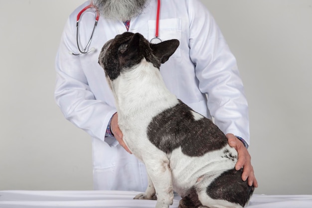 Lekarz weterynarii badający psa na białym tle