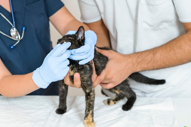 Lekarz Weterynarii I Asystent Badający Bezdomnego Bezdomnego Kota Bezdomną Diagnostykę I Leczenie Bezdomnych Zwierząt