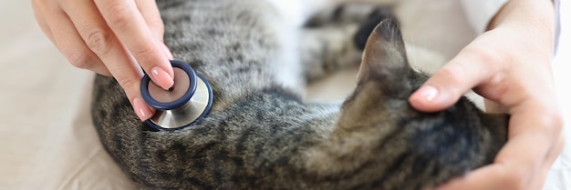 Lekarz weterynarii słucha bicia serca kotów i oddychania za pomocą stetoskopowej diagnozy zwierzęcia