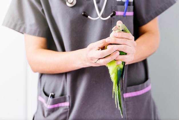 Lekarz weterynarii sprawdza papugę kramer. Koncepcja weterynaryjna.