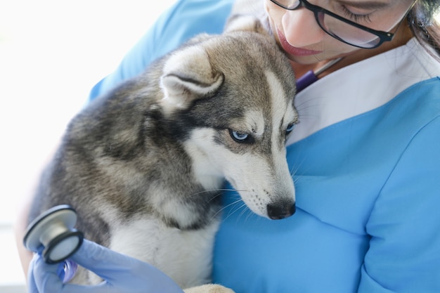 Lekarz weterynarii trzymający chorego psa i słuchający go stetoskopem w klinice
