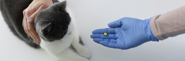Lekarz weterynarii w gumowych rękawiczkach podający pigułkę dla kota w zbliżeniu w klinice