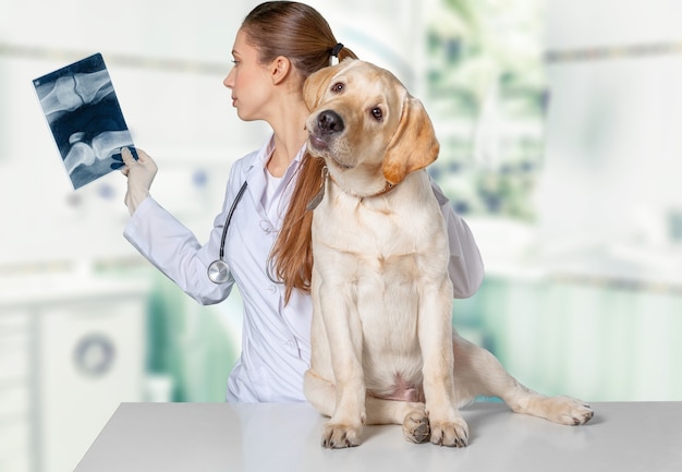 Lekarz weterynarii z psem Jack Russell terrier bada prześwietlenie psa w klinice weterynaryjnej