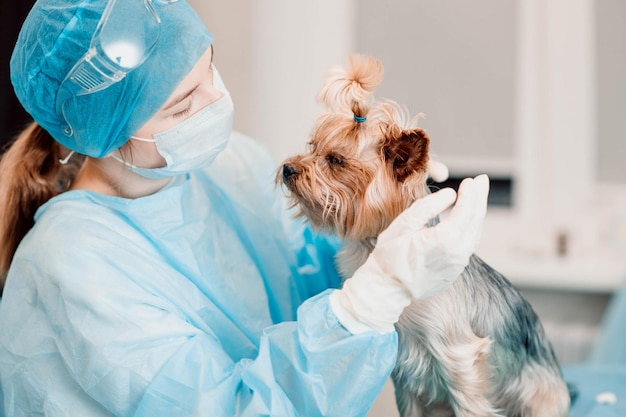lekarz weterynarz kobieta kocha yorkshire terrier pies koncepcja opieki nad zwierzętami