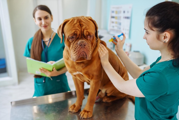 Zdjęcie lekarze badający bardzo uroczego psa w klinice weterynaryjnej dogue de bordeaux medycyna zwierząt domowych